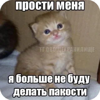 🥺 emoji Вау мяу Telegram sticker 17 of 27