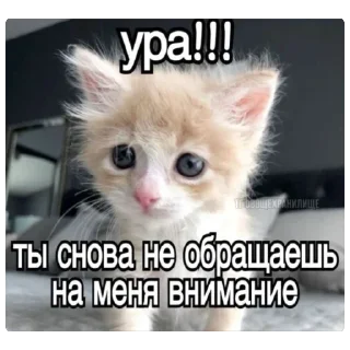 🥲 emoji Вау мяу Telegram sticker 24 of 27