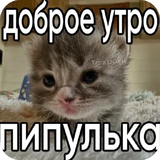 😍 emoji Вау мяу Telegram sticker 20 of 27