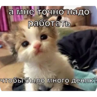 🪧 emoji Вау мяу Telegram sticker 15 of 27