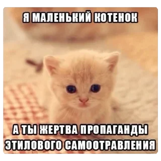 👿 emoji Вау мяу Telegram sticker 14 of 27