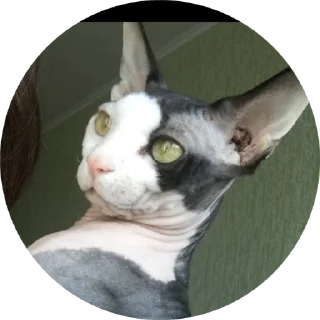 🌟 emoji Буся Telegram sticker 1 of 32