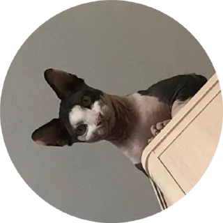 🌟 emoji Буся Telegram sticker 24 of 32