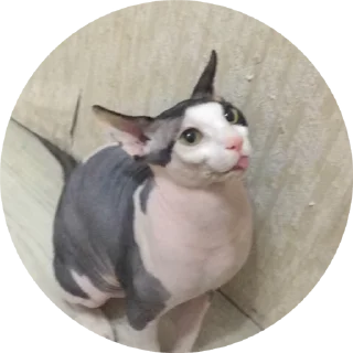 🌟 emoji Буся Telegram sticker 2 of 32