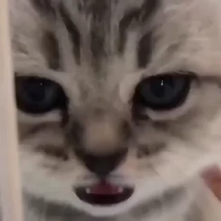 😲 emoji БОЛЬШЕ ⇨ @CLOOBHUB КОТИКИ КОТЫ CATS PETS ТГ TG Telegram sticker 17 of 118