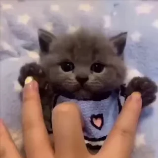 💕 emoji БОЛЬШЕ ⇨ @CLOOBHUB КОТИКИ КОТЫ CATS PETS ТГ TG Telegram sticker 7 of 118