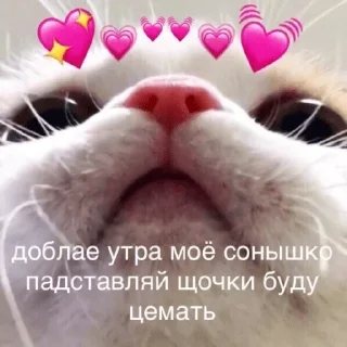 Sticker from Для заи и солнце