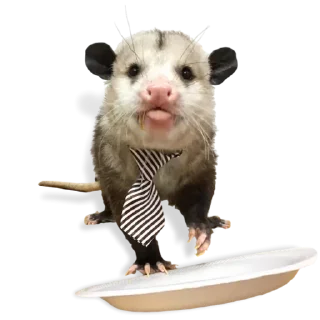 Sticker from @TVstickers Cute Opossum