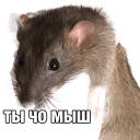 🐭 emoji Theology and rats Telegram sticker 16 of 70