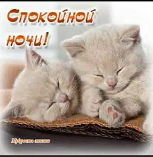 🌟 emoji Лисичка лиса 1. Telegram sticker 17 of 112
