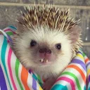😲 emoji Ёжики Telegram sticker 11 of 40