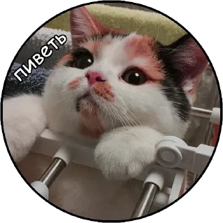 Sticker from котячий гаремчик Женечки