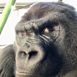 🦍 emoji БЛЯТЬ ХУЙ РОТ Telegram sticker 9 of 86