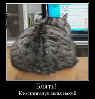 🌟 emoji Стики Летней Комару Telegram sticker 19 of 32