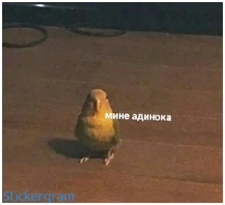💔 emoji Какой же ты ущерб мать моя попугай Telegram sticker 18 of 52