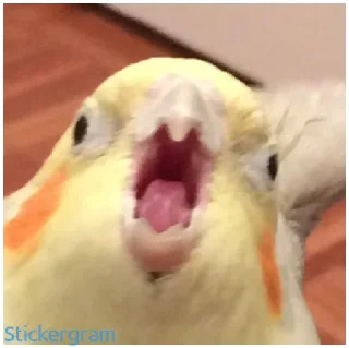 😤 emoji Какой же ты ущерб мать моя попугай Telegram sticker 22 of 52