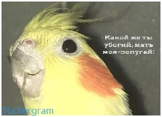 Sticker from Какой же ты ущерб мать моя попугай