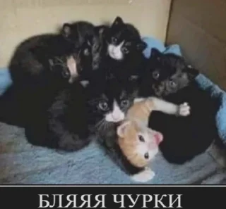 👪 emoji Приколы Telegram sticker 10 of 120
