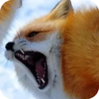 🦊 emoji Лисы @foxgreyfr Telegram sticker 9 of 17
