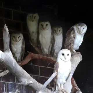🦉 emoji обожаю этого админа.... Telegram sticker 15 of 67