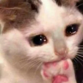 😼 emoji котики яна Telegram sticker 8 of 35