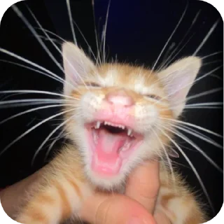 🐱 emoji Silly Kitty @SoyBite Telegram sticker 19 of 51
