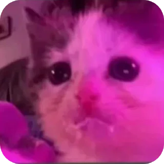 🐶 emoji Silly Kitty @SoyBite Telegram sticker 22 of 51