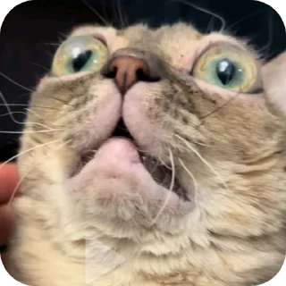 ✋ emoji Silly Kitty @SoyBite Telegram sticker 6 of 51