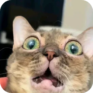 🐱 emoji Silly Kitty @SoyBite Telegram sticker 5 of 51