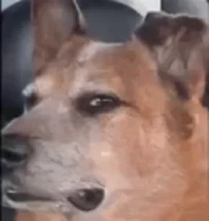 🐕 emoji видеодоги Telegram sticker 16 of 50