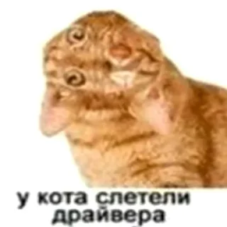 Sticker from кот спит