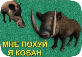 🐗 emoji ъйь 2, инфа по паку: @infapoiyiy Telegram sticker 24 of 50
