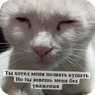 🐱 emoji НВП(на важные переговоры) Telegram sticker 10 of 85