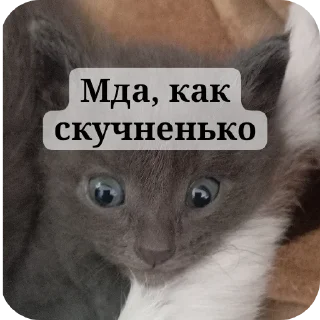 🐱 emoji НВП(на важные переговоры) Telegram sticker 15 of 85