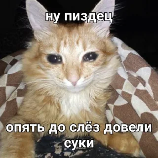 😭 emoji айкью тим Telegram sticker 6 of 20