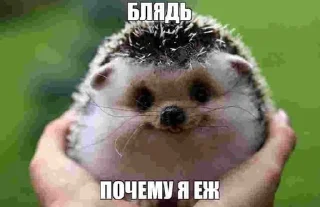 🌟 emoji Животные/тру няшки Telegram sticker 22 of 51