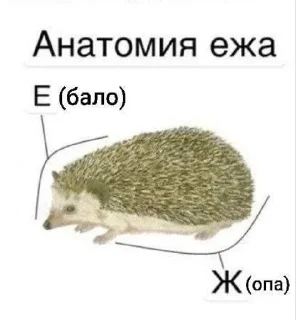 🌟 emoji Животные/тру няшки Telegram sticker 9 of 51