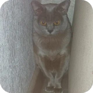 🐱 emoji Тина и луна две крашки🫶 Telegram sticker 10 of 31