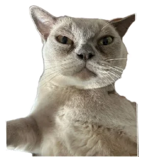 🐱 emoji Тина и луна две крашки🫶 Telegram sticker 13 of 31