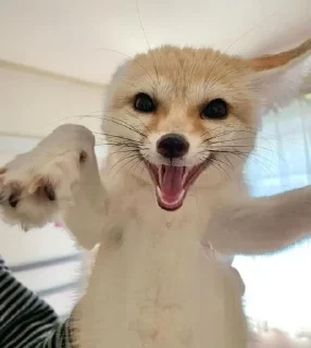 Sticker from foxes🦊🧡