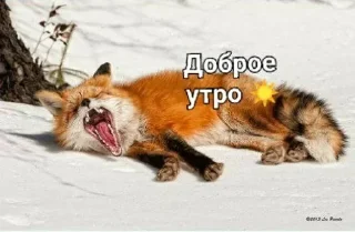 Sticker from Лиса