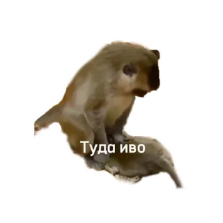 Sticker from Leto