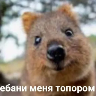 😜 emoji штучки от @kitty0y Telegram sticker 24 of 29