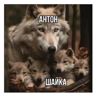 🐺 emoji Рай Telegram sticker 24 of 36