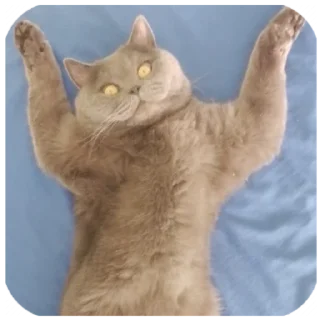 😆 emoji Кот Тимофей: @nhk_mapper Telegram sticker 5 of 9