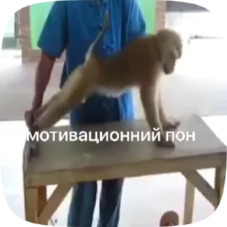 Sticker from пон зроз und