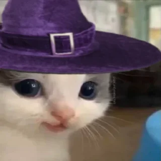🧙‍♂️ emoji Kot Telegram sticker 2 of 50