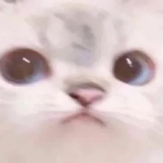 🌟 emoji Белый пушистик Telegram sticker 17 of 87