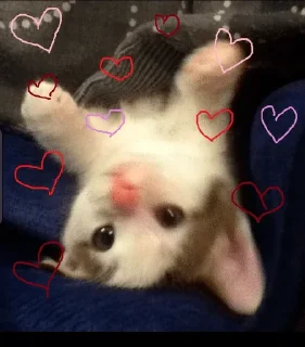 💘 emoji китики ฅ(＾・ω・＾ฅ) - by @covardd Telegram sticker 14 of 28