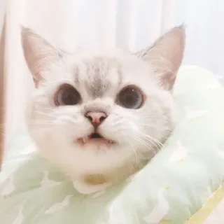 🌟 emoji Белый пушистик Telegram sticker 24 of 87